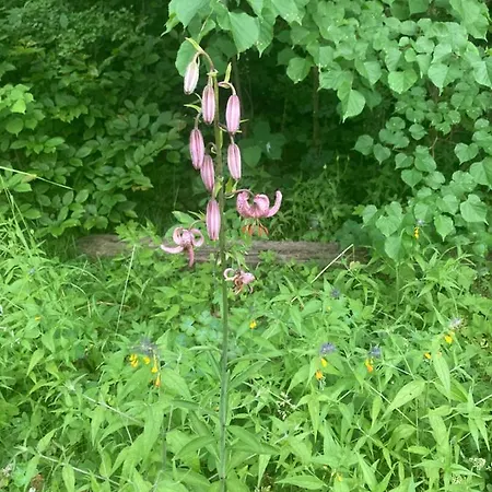 Haus Am Wald רודולשטאדט