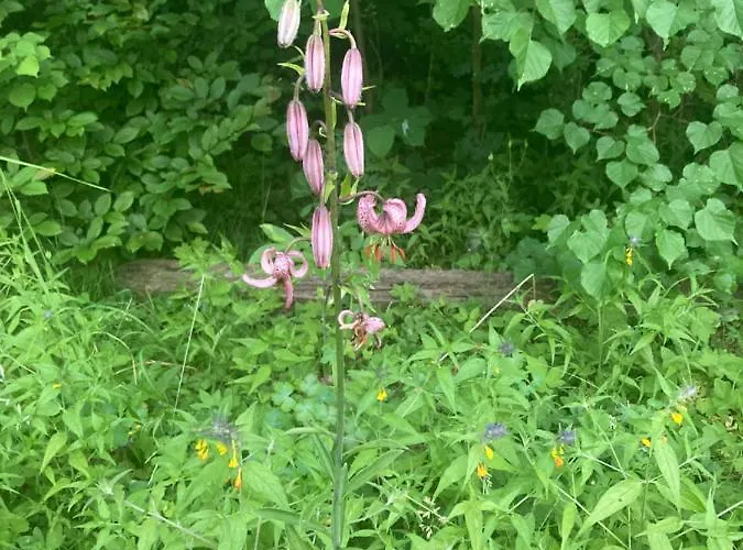 Haus Am Wald Rudolstadt